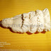 Liontin Tulang Tanduk Ukir Buddha Model 114 by TUTUL HANDYCRAFT