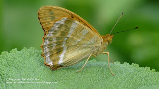 Argynnis (Argynnis) paphia male DSC114593