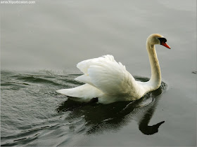 Cisne en las Islas de Toronto 