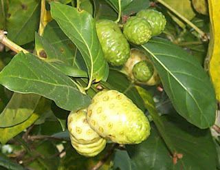 Noni fruit can cure various diseases true or not?