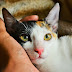 Here are some tips for your cat. Read and learn more