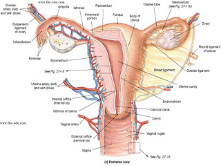 Sistem reproduksi laki laki dan perempuan