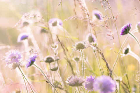 wildflowers-field-flowers-summer