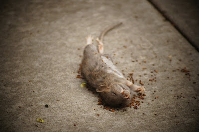 Dead mice free image for download