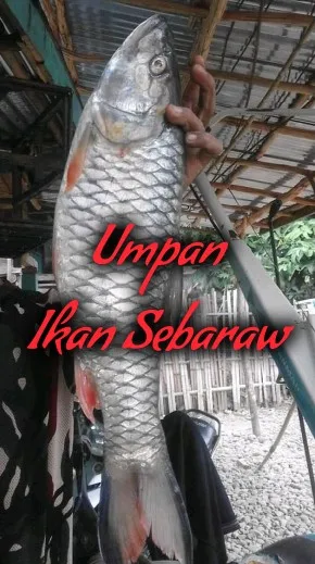 Cara Mancing dan Umpan Ikan Sebaraw √