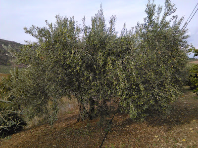 arbol de olivo