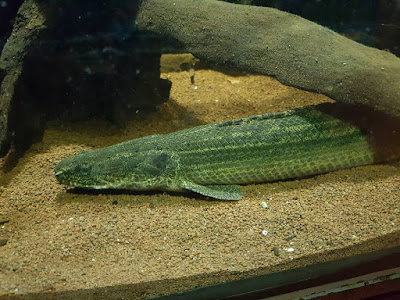 Palmas Lapradei ( Polypterus bichir )