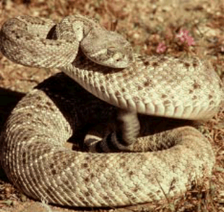 western diamondback rattlesnake  facts