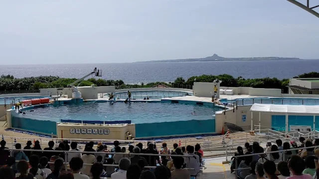 【沖縄旅行】美ら海水族館の魅力は何と言ってもジンベイザメでしょう！