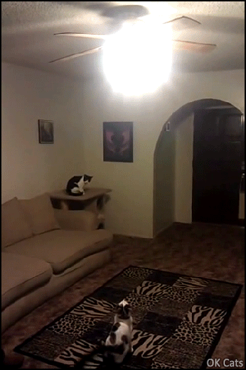 Amazing Cat GIF • Woah! Cat jumps 7 feet up and turns out the ceiling light! [ok-cats.com]