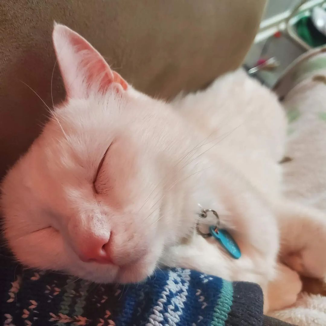 A Sleeping Albino Cat