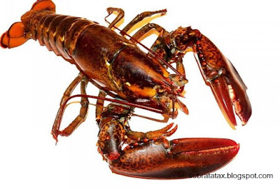 Know About Lobster Fishing: How to Catch Lobster with a Fishing Pole 