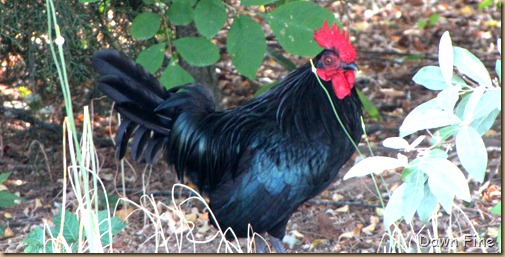 Pee Dee NWR_036