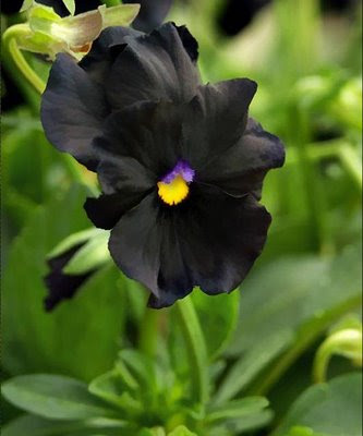 flor amor perfeito. Simplesmente Flores.