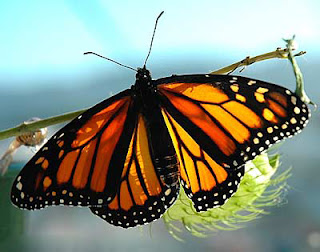 Monarch