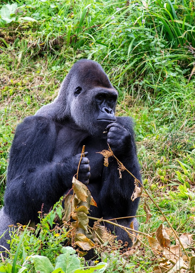 Gorilla social structure and conservation