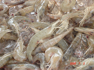 We had fun casting for these brown shrimp.