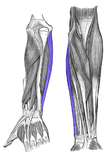 flexor carpi ulnaris muscle