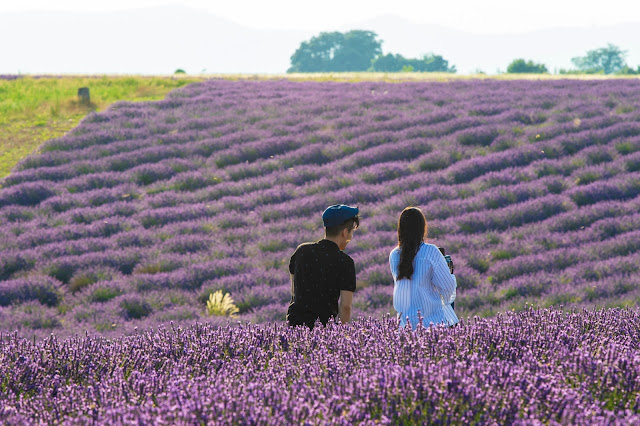 Valensole-Campi di lavanda