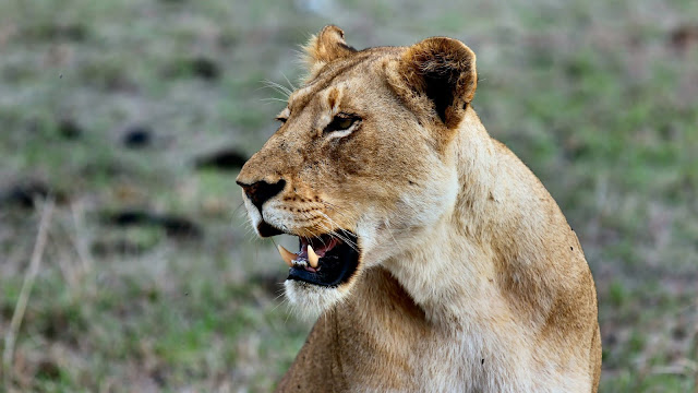 Lioness in the Wild HD Wallpaper