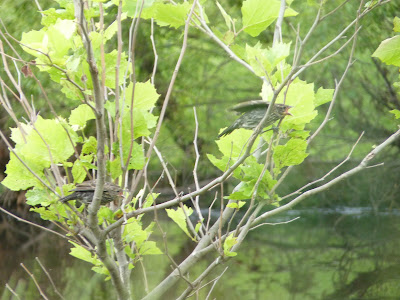 juvenile red-winged blackbirds