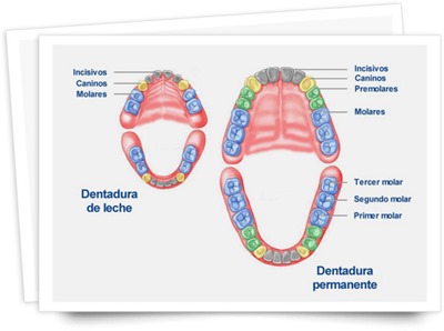 esquema_denticion