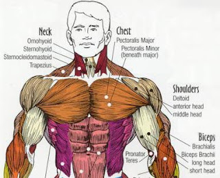 Build Muscle naturally3