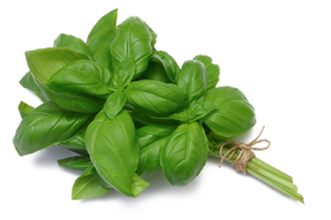 Basil Health Benefits