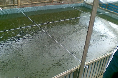 makanan ikan mujair biar cepat besar,cara budidaya ikan mujair di kolam tembok,budidaya ikan mujair di rumah,cara pembesaran ikan mujair,