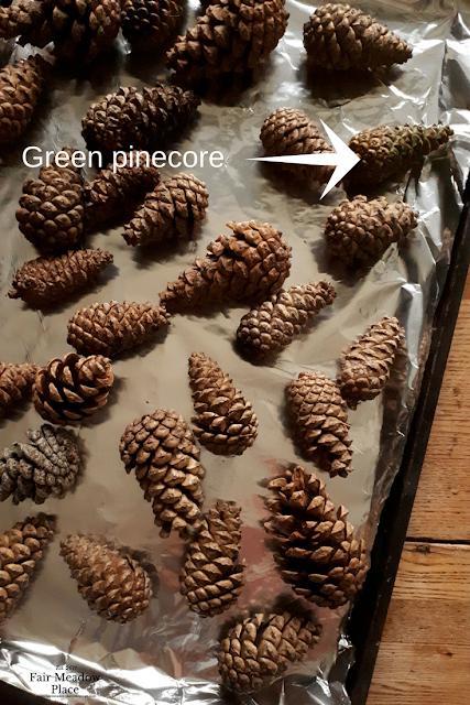 Collecting & Using Pinecones