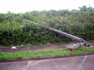 downed telephone pole, La Ceiba, Honduras