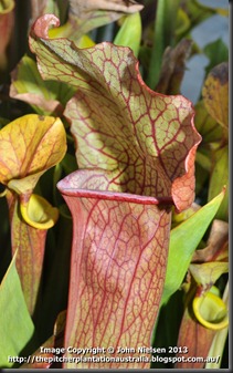 mystery hybrid