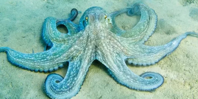 a Bella e o Mundo - Benedetti - Octopus