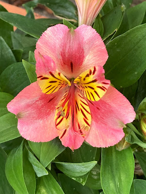 single orange alstromeria flower