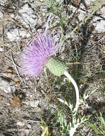 Cirsium undulatum, wavyleaf thistle