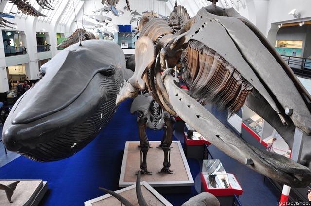 Natural History Museum in London