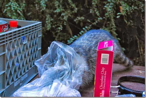 Rat 1