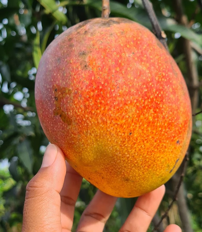 pohon mangga garifta merah bergaransi Aceh