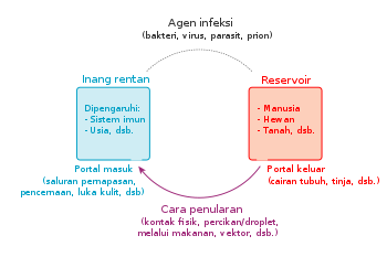 Model rantai infeksi Penyakit Menular