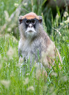 patas monkey