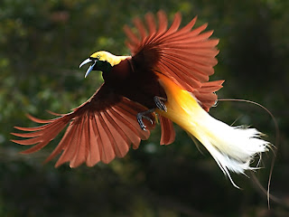 bird of paradise