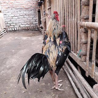 ciri-ciri ayam burma super, jual ayam burma super, ayam burma nimpuk-nimpuk, jenis ayam burma, ayam mangon import, ciri-ciri ayam mangon, ayam burma pukul keras, PPAKN garut, PPAKN jawa barat