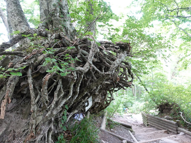 8月の大山夏山登山道