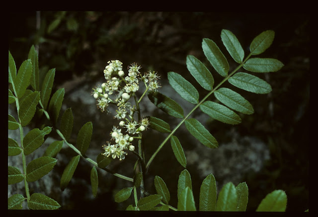 Рябина листочковая (Sorbus foliolosa)