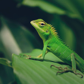 How often do lizards eat
