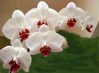 Orchid Flower's Beautiful Image