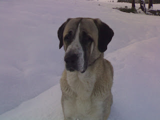 Cão de Gado Transmontano