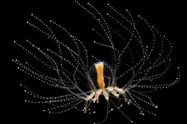 La medusa Cladonema, del tamaño de una uña, regenera tentáculos en días. Este asombroso poder podría inspirar avances en nuestra capacidad regenerativa.