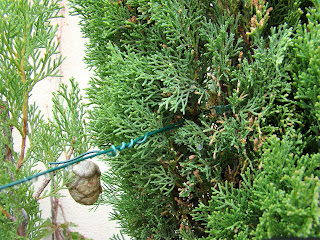 Ciprés (Cupressus sempervirens 'Totem').