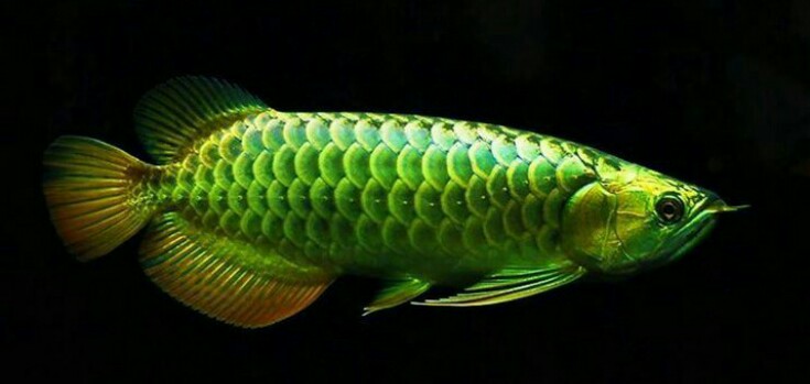 Yuks Mengenal Ciri ciri Fisik Ikan Arwana dan Jenisnya 